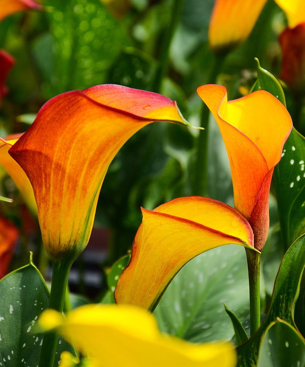 Flame Calla Lily - 3 tubers