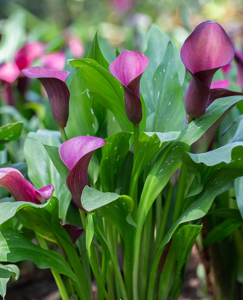 Accent Calla Lily - 3 tubers