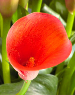 Captain Odeon Calla Lily - 3 tubers