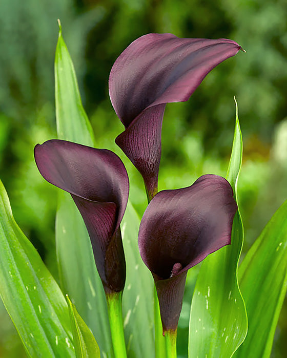 Odessa Calla Lily - 3 tubers