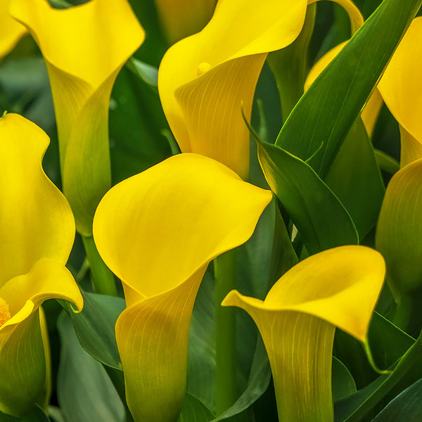yellow arum lily flower Sun Club Calla Lily®