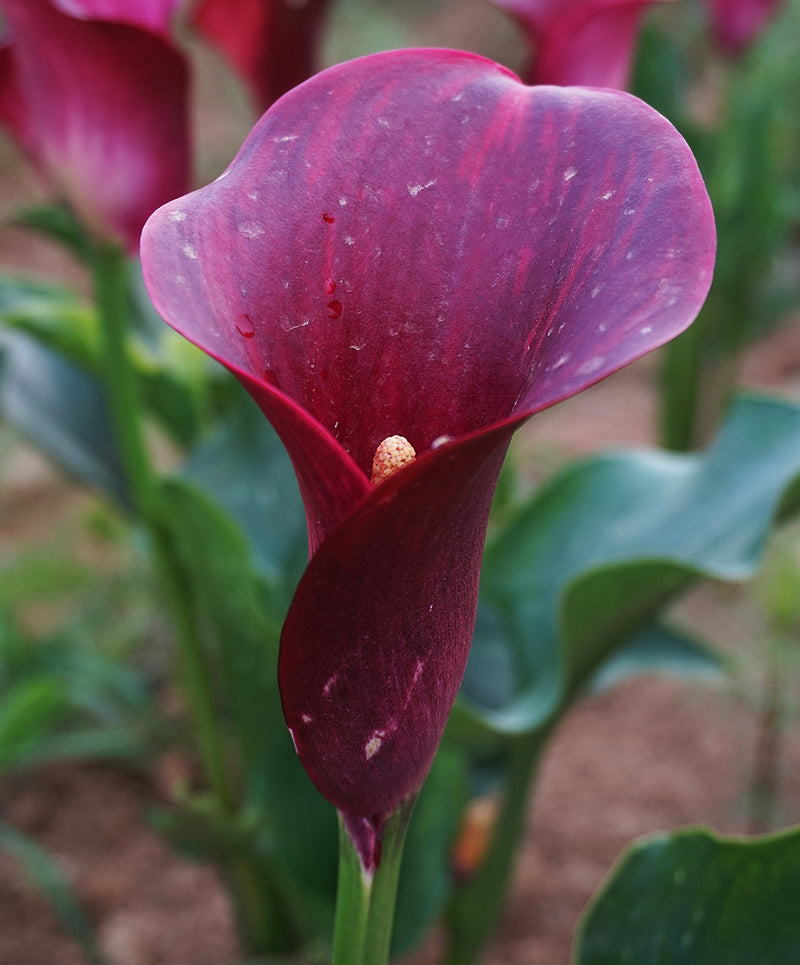 Majestic Red Calla Lily - 3 tubers
