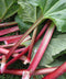 Canada Red Rhubarb Crowns - 1 root division