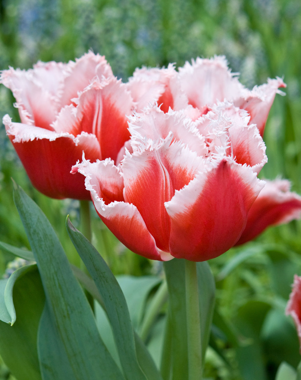 Canasta Fringed Tulip - 10 bulbs – BloomingBulb