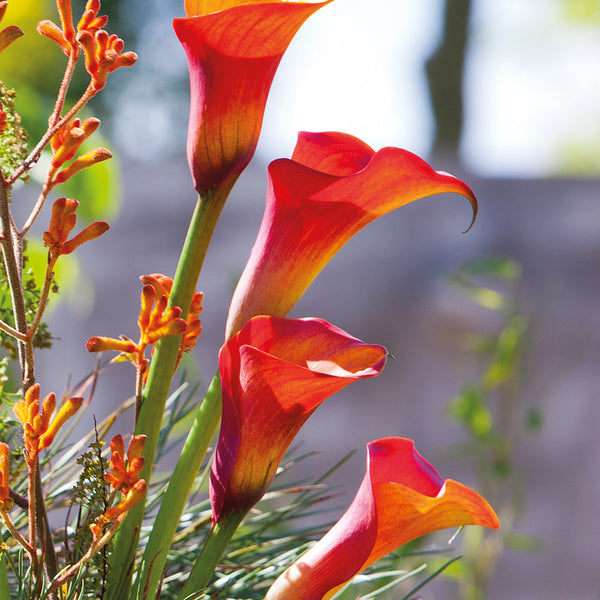 calla lilies plants for sale Capt. Triniti Calla Lily