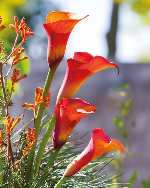 cati lily flower Capt. Triniti Calla Lily
