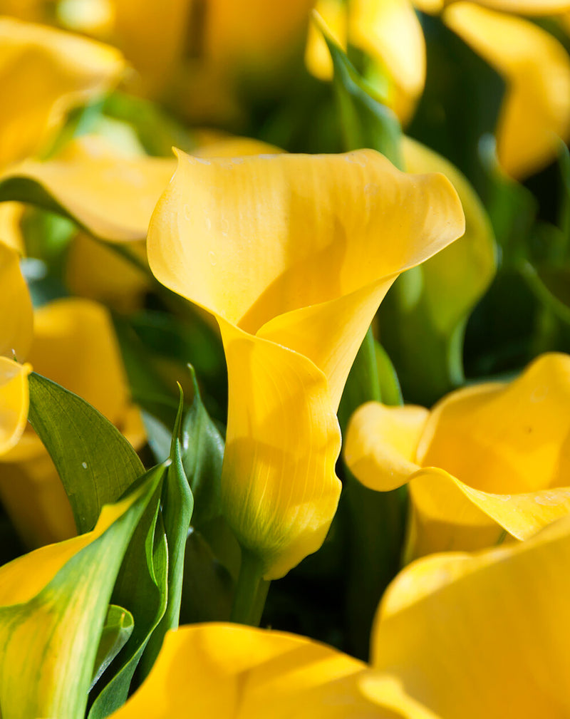 Captain Solo Calla Lily® - 3 tubers