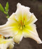 Catherine Woodbury Daylily - 3 root divisions