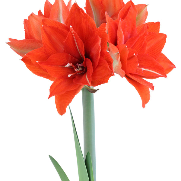邦楽 amaryllis CelicaAmaryllis_600x600_crop_c