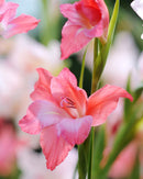 Charming Beauty Hardy Gladiolus - 5 bulbs