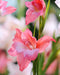 Charming Beauty Hardy Gladiolus - 5 bulbs