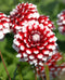 Checkers Dahlia - 3 root divisions