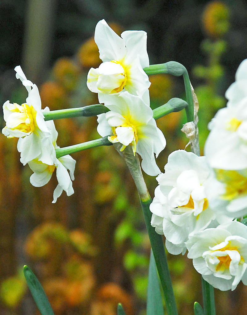 Cheerfulness Tazetta Daffodil - 10 bulbs