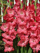 Chit -Chat Gladiolus - 5 bulbs