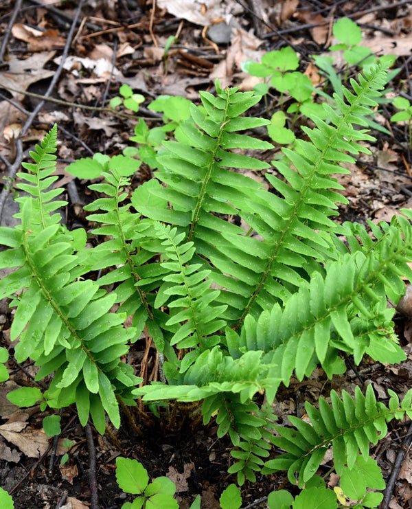 Christmas Fern - 3 root divisions