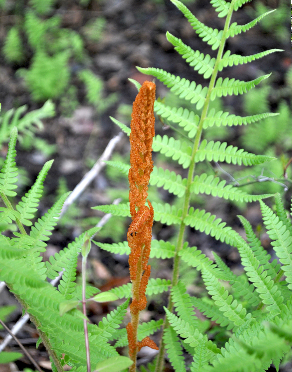 Cinnamon Fern - 3 root divisions