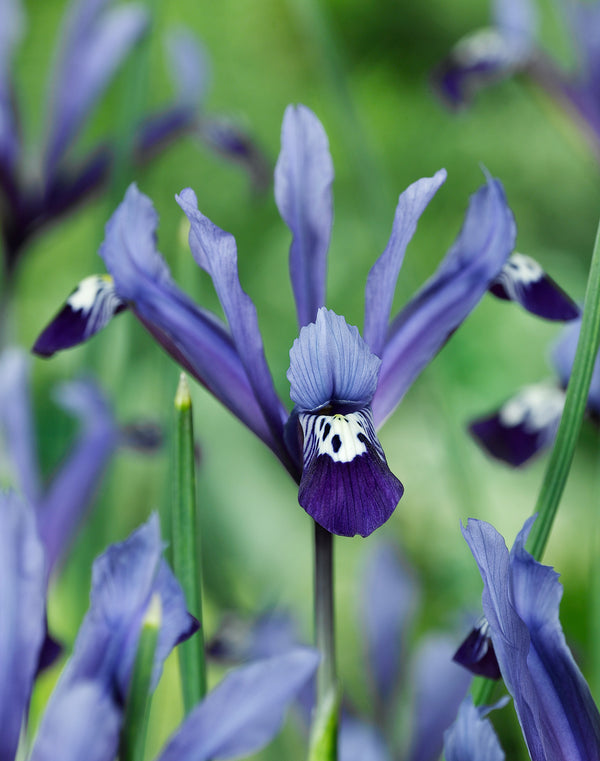 Clairette Dwarf Iris reticulata - 10 bulbs