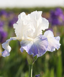 Clarence Bearded Iris - 3 bareroot plants