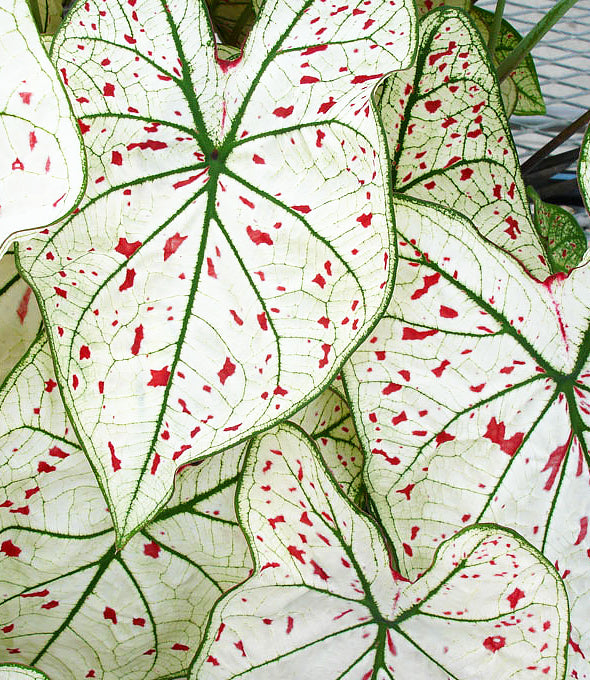 Cranberry Star Fancy Leaved Caladium - 3 tubers