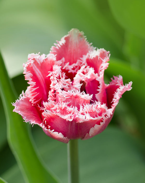 Crispion Love Tulip - 10 bulbs