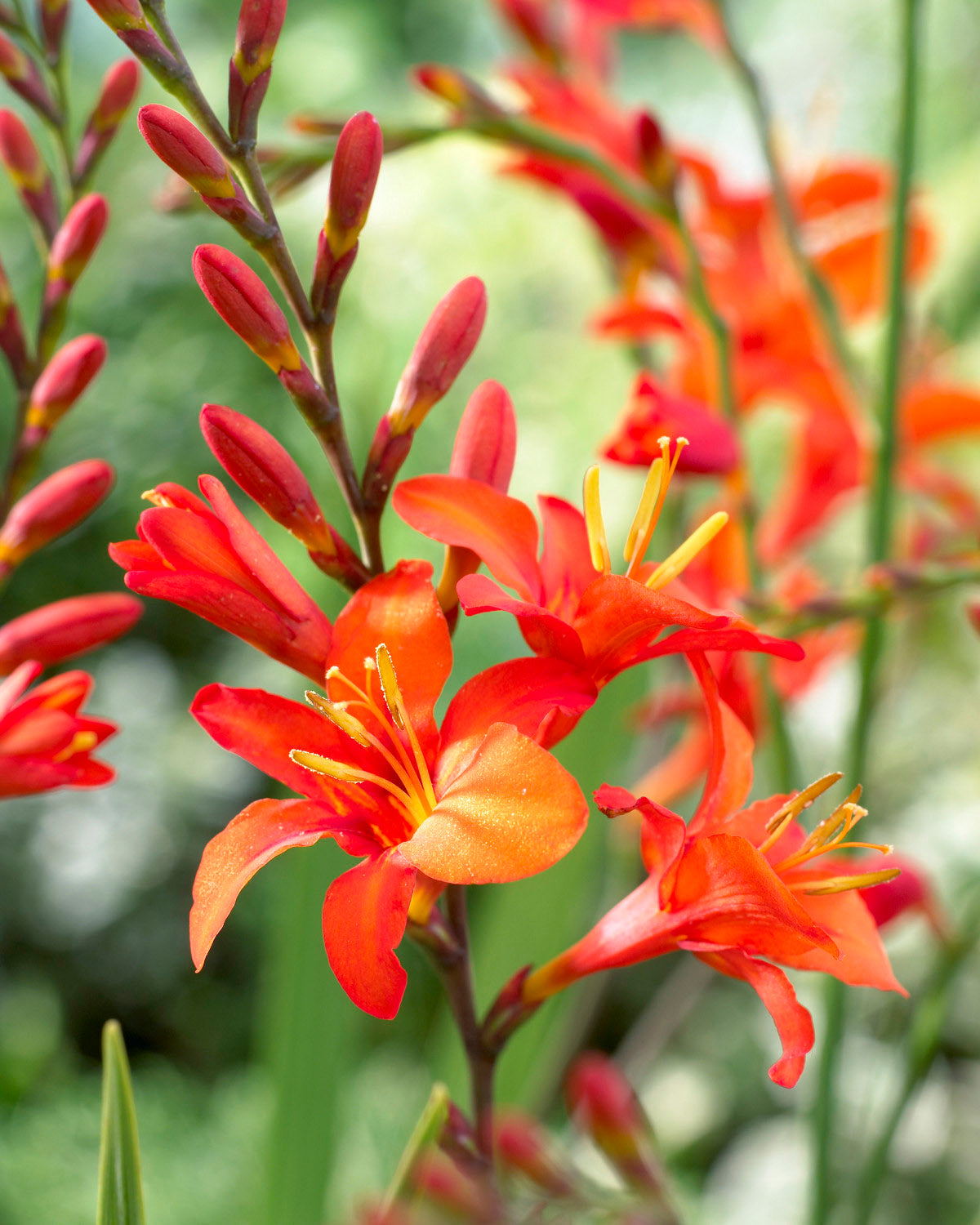 Masoniorum Crocosmia - 5 bulbs