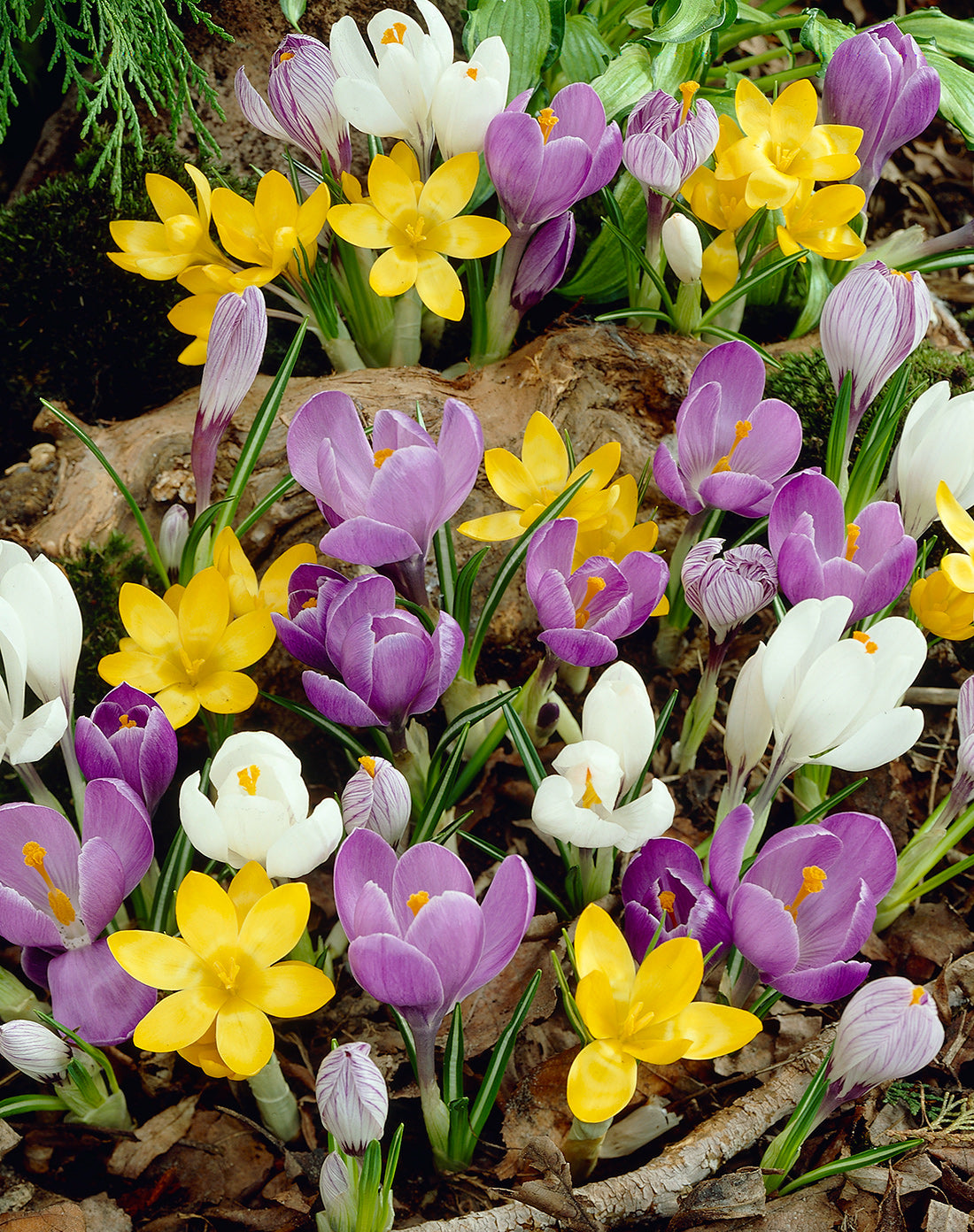 Mixed Species Crocus - 30 bulbs