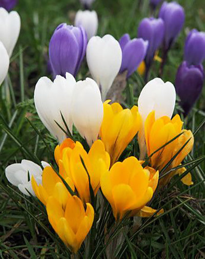 Mixed Crocus - 30 bulbs