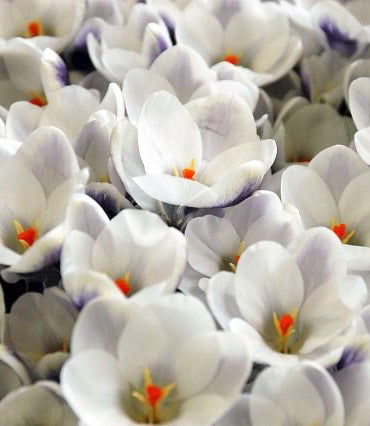 Prins Claus Species Crocus - 10 bulbs