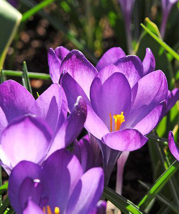 Ruby Giant Species Crocus - 10 bulbs