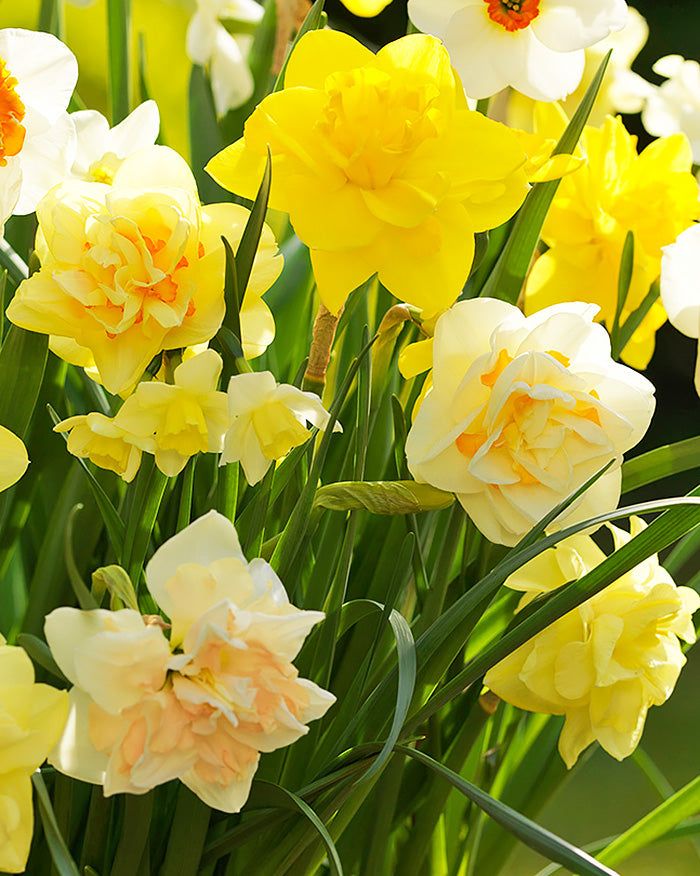 Mixed Double Daffodils - 30 bulbs