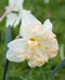 Palmares Split Corona Daffodil - 10 bulbs