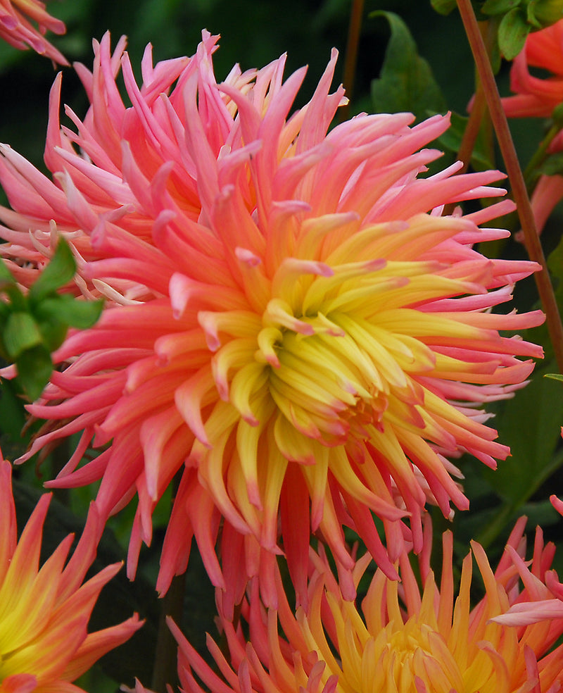 Alfred Grille Cactus Dahlia - 3 root divisions