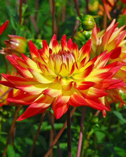 Bridgeview Aloha Cactus Dahlia - 3 root divisions