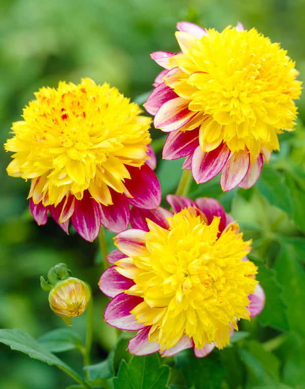 Boogie Woogie Anemone Dahlia - 3 root divisions
