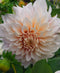 Cafe au Lait Decorative Dahlia - 3 root divisions