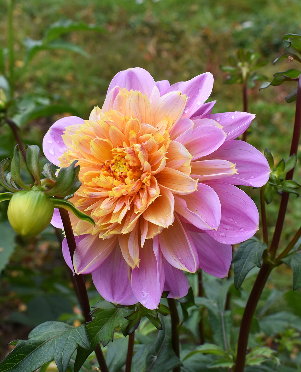 Life Style Dahlia - 3 root divisions