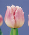 Dallas Fringed Tulip - 10 bulbs