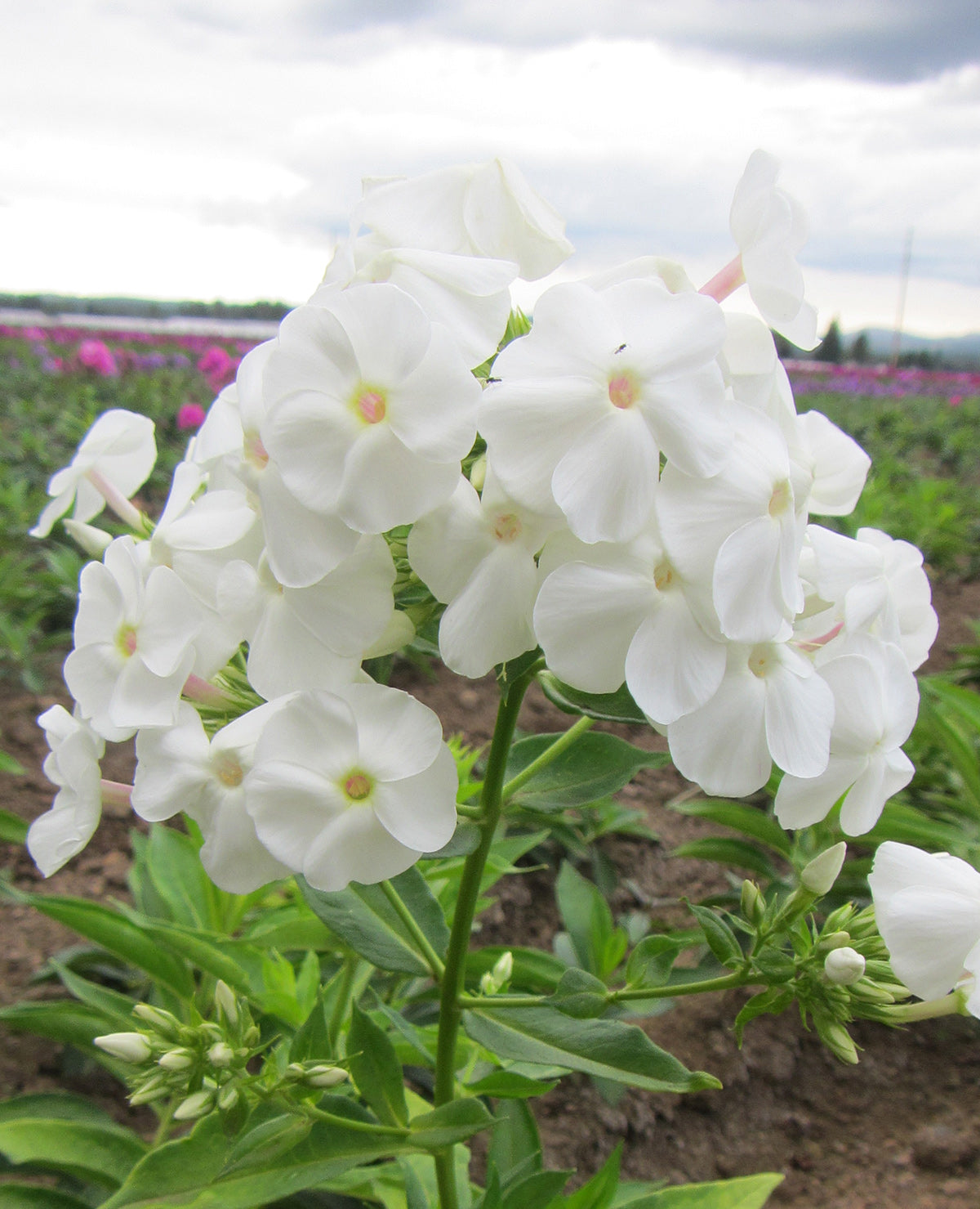 David Tall Summer Phlox - 3 root divisions