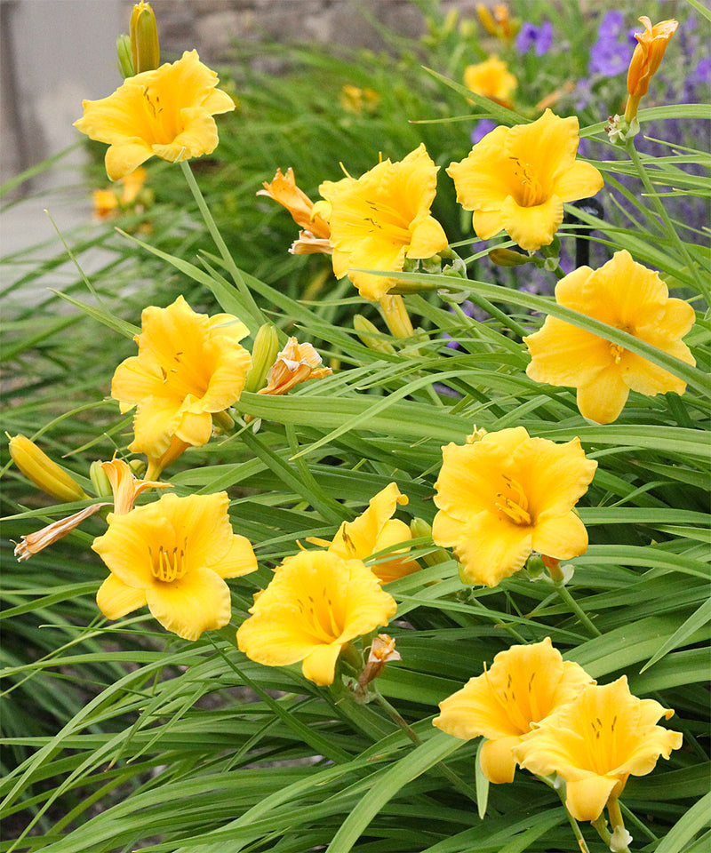 Stella de Oro Daylily - 3 root divisions