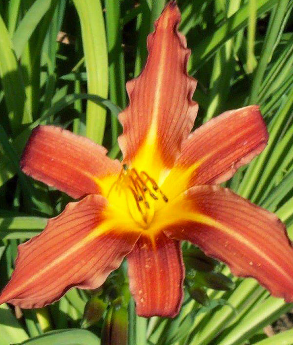 Autumn Red Daylily - 3 Root Divisions