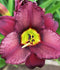 Black Ambrosia Novelty Daylily - 3 Root Divisions