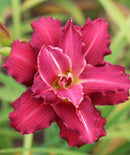 Double Pardon Me Reblooming Daylily - 3 Root Divisions
