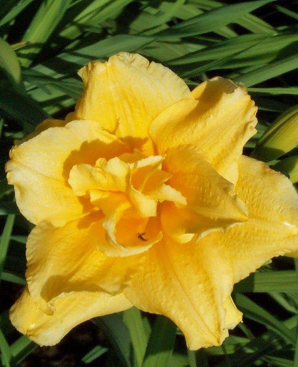 Double Talk Novelty Daylily - 3 Root Divisions