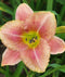 Gamma Quadrant Novelty Daylily - 3 Root Divisions