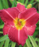 Charles Johnston Novelty Daylily - 3 Root Divisions