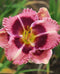 MacBeth Eyezone Daylily - 3 Root Divisions