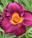 Night Whispers Eyezone Daylily - 3 Root Divisions