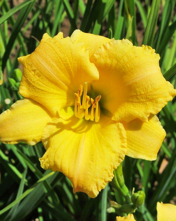 Stella Bella Reblooming Daylily - 3 Root Divisions