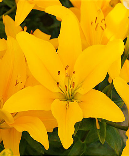 Dazzle Asiatic Lily - 5 bulbs