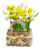 Delightful Daffodils Bulb Gift